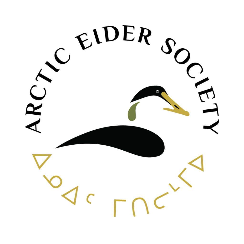 La société des eiders de l'Arctique